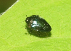 Pachyschelus secedens