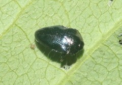 Pachyschelus secedens