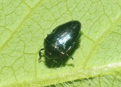 Pachyschelus secedens