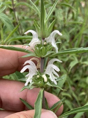 Monarda citriodora austromontana