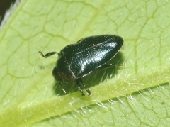 Pachyschelus secedens