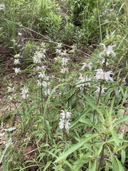 Monarda citriodora austromontana