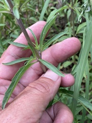 Monarda citriodora austromontana