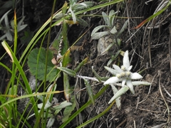 Leontopodium leontopodioides