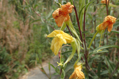 Oenothera elata hirsutissima