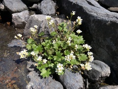 Romanzoffia sitchensis