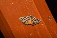 Dichocrocis rigidalis