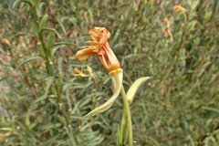 Oenothera elata hirsutissima