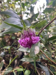 Elleanthus capitatus