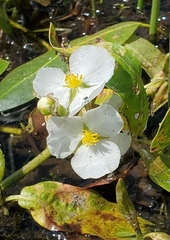 Sagittaria cuneata