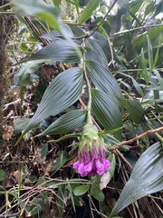 Elleanthus capitatus