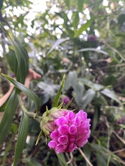 Elleanthus capitatus