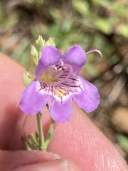 Penstemon linarioides