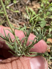 Penstemon linarioides