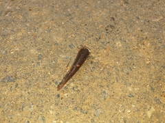 Haemadipsa zeylanica