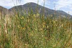 Oenothera elata hirsutissima