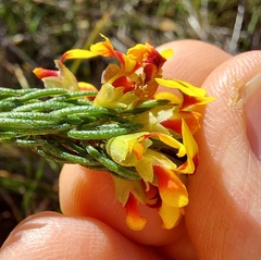 Dillwynia elegans