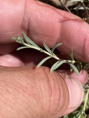 Penstemon linarioides