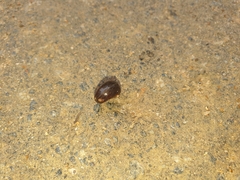 Haemadipsa zeylanica