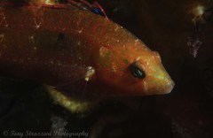 Oxycheilinus bimaculatus