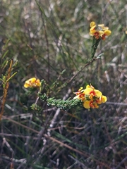 Dillwynia elegans