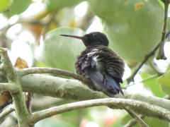 Saucerottia saucerottei