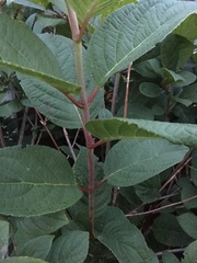 Hydrangea paniculata grandiflora