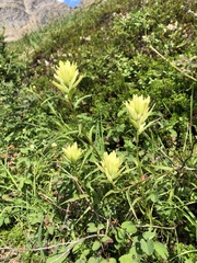 Castilleja unalaschcensis