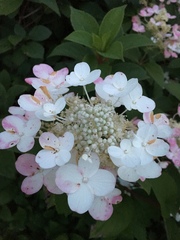 Hydrangea paniculata grandiflora