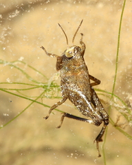 Batrachidea