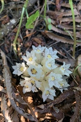 Pityopus californicus