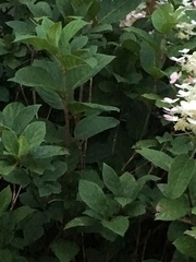 Hydrangea paniculata grandiflora