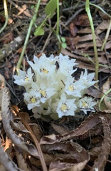 Pityopus californicus