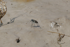Cicindela haemorrhagica