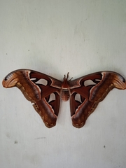 Attacus