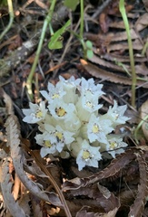 Pityopus californicus