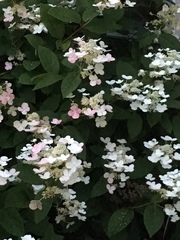 Hydrangea paniculata grandiflora