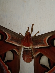Attacus