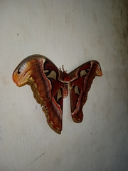 Attacus