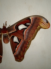 Attacus