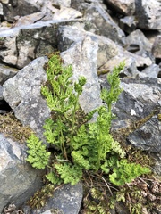 Cryptogramma acrostichoides
