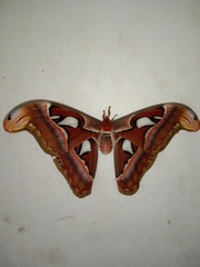Attacus