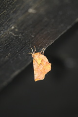 Selenia alciphearia