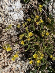 Ivesia lycopodioides