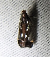 Dichomeris ochripalpella