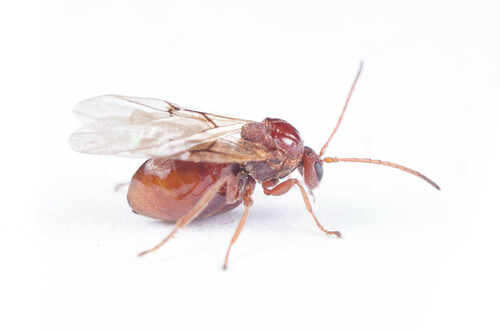 Banded Bullet Gall Wasp