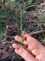 Bossiaea stephensonii