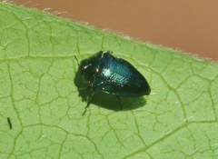 Pachyschelus secedens