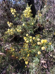 Acacia echinula