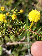 Acacia echinula